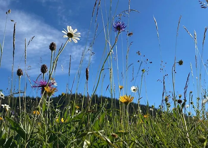 Hotel Alpenhof 4*