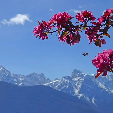 Alpenhof 4*